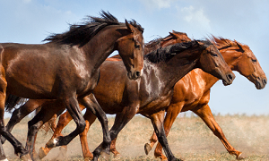 Problemas cutâneos no cavalo